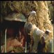 post-91367-1175197655_thumb.gif